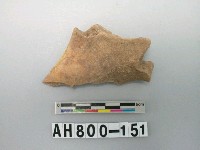 藏品(獸骨殘骸)的圖片